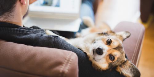 Dog sitting on owners lap